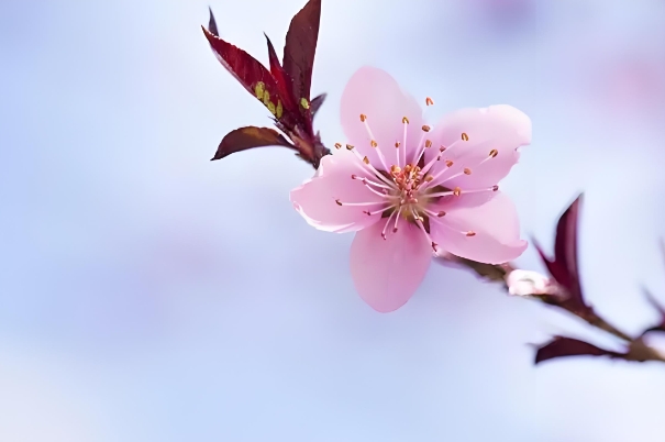 60岁怀孕是吉兆还是凶兆